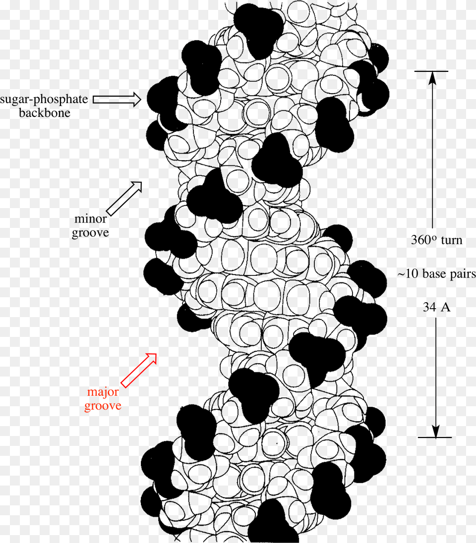 The Wider Of The Two Grooves In A Dna Double Helix Dna Helix Major Groove, Pattern, Art, Accessories Free Transparent Png