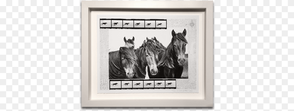 The Wild Horses Of Sable Island Wild Horses Of Sable Island Book, Art, Animal, Horse, Lion Free Transparent Png