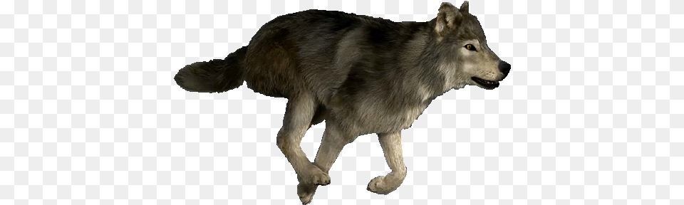 The Wolfclan Animated Gif Wolf Running, Animal, Mammal, Bear, Wildlife Free Transparent Png