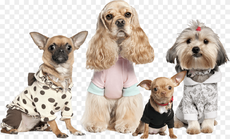 The Woofin39 Paws Pet Fashion Show Starts At 11 A Chihuahua Shih Tzu And Cocker Spaniel Dressed Up, Animal, Canine, Dog, Mammal Png