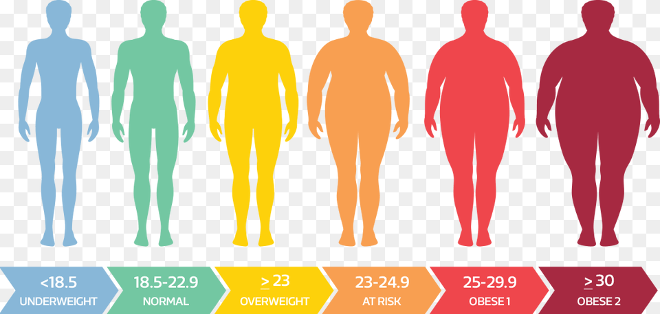 The World Health Organization Consultation On Obesity Underweight Body, Adult, Chart, Male, Man Free Png