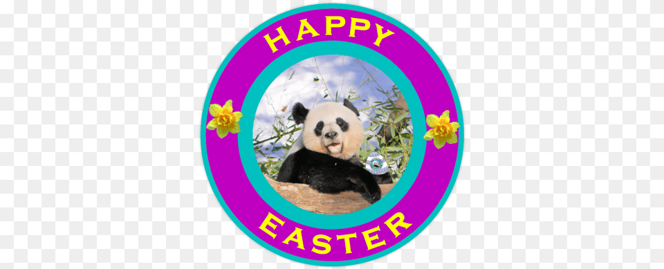 The Year Of Panda Happyeaster My Pandas Youth Parliament, Animal, Bear, Giant Panda, Mammal Png Image