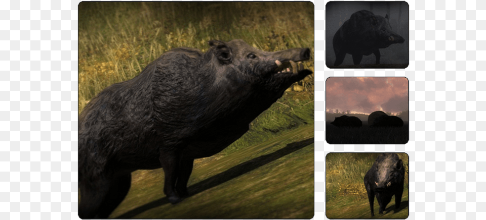 Thehunter Wikia Hunter Call Of The Wild Boar, Animal, Hog, Mammal, Pig Png