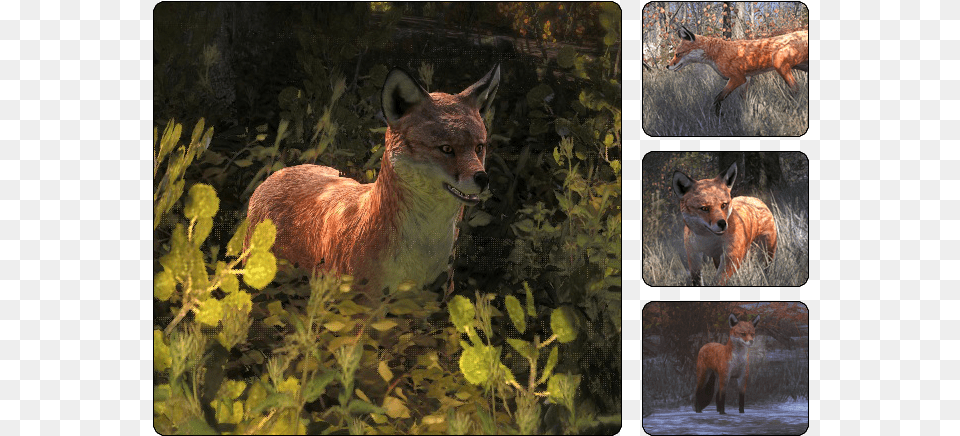 Thehunter Wikia Hunter Call Of The Wild Red Fox, Animal, Coyote, Mammal, Canine Png