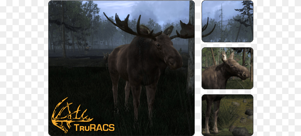 Thehunter Wikia Hunter Classic Moose, Animal, Mammal, Wildlife, Cow Png Image