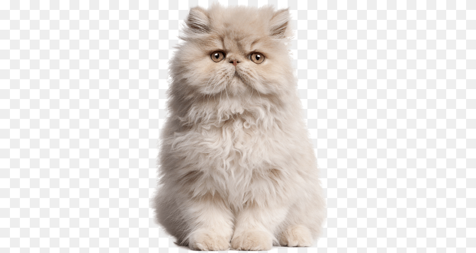 Their Popularity Wasn39t Just With The Public Either Persian Fluffy Cat, Angora, Animal, Mammal, Pet Free Png