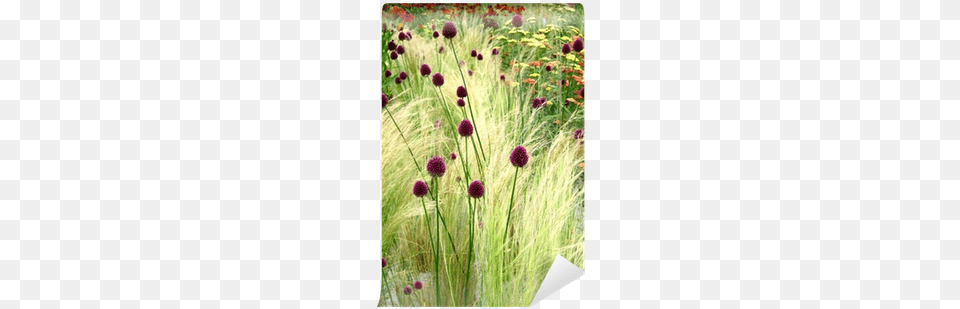 Then Came You Ebook, Flower, Grass, Plant, Vegetation Png