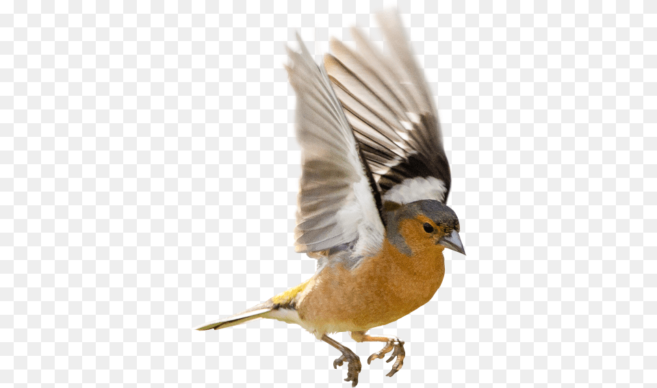 Therapy Services Gender Sexuality Issues Bird Common Chaffinch, Animal, Finch, Beak, Robin Png