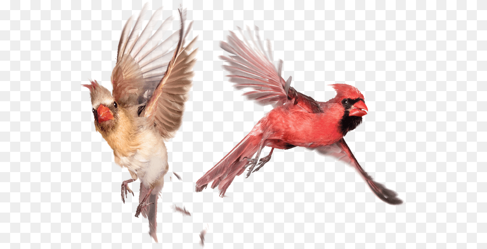 Therapy Servicesgendersexualityissuescardinals Simple Cardinal Bird Flying, Animal, Finch, Beak Free Png Download
