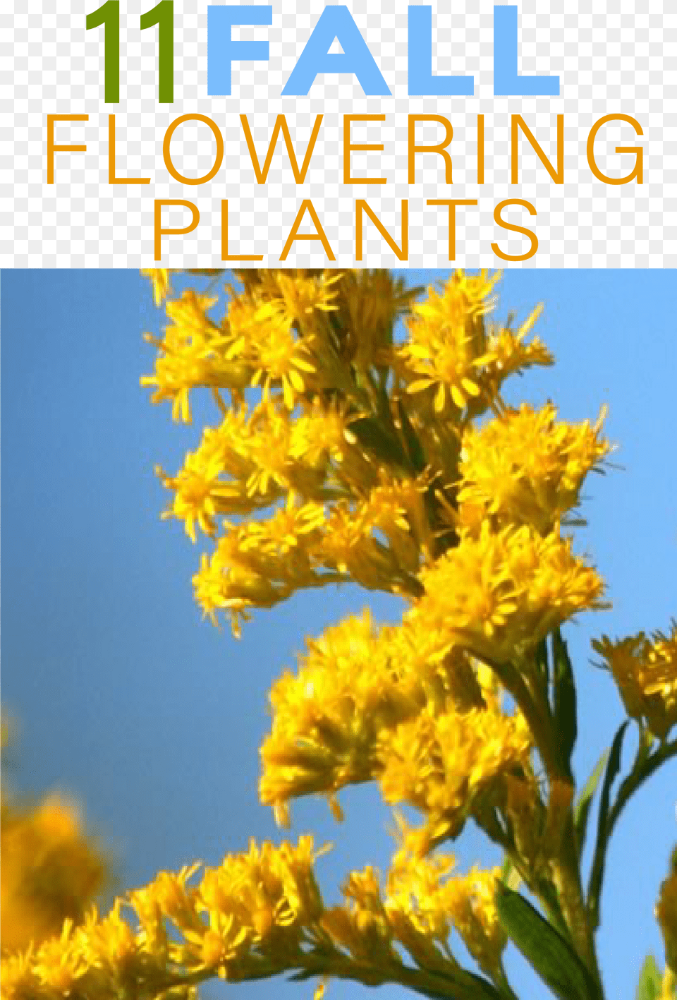 There Are Dozens Of Fall Blooming Flowers That Keep Giant Goldenrod, Flower, Plant, Daisy, Pollen Free Transparent Png