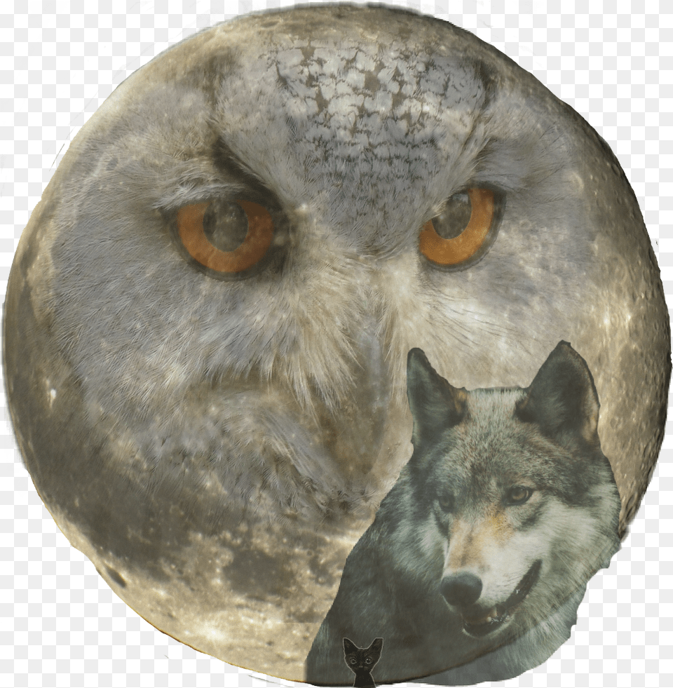 There Are Eyes Watching, Animal, Canine, Dog, Mammal Png
