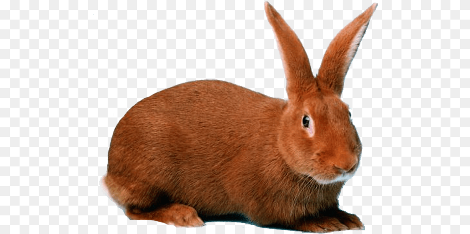 There Are Many Benefits Of Rabbit Farming Gong Xi Fa Cai 2011, Animal, Mammal, Rat, Rodent Png Image