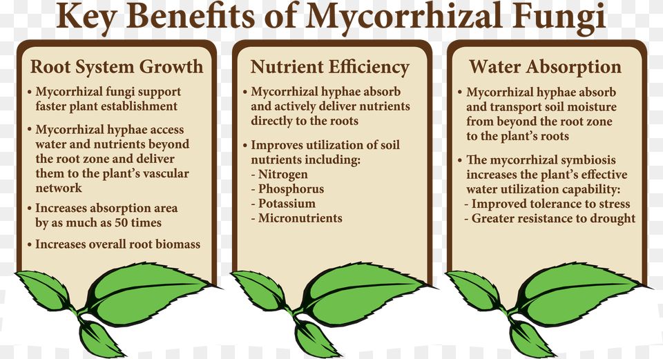 There Are Numerous Documented Benefits That Mycorrhizal Do Plants Benefit From Their Root System, Herbal, Herbs, Leaf, Plant Free Transparent Png