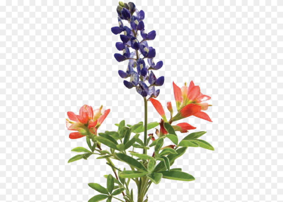 There Are Positive Features Of Lawns As Recreational Bluebonnet, Flower, Lupin, Plant, Petal Free Png Download