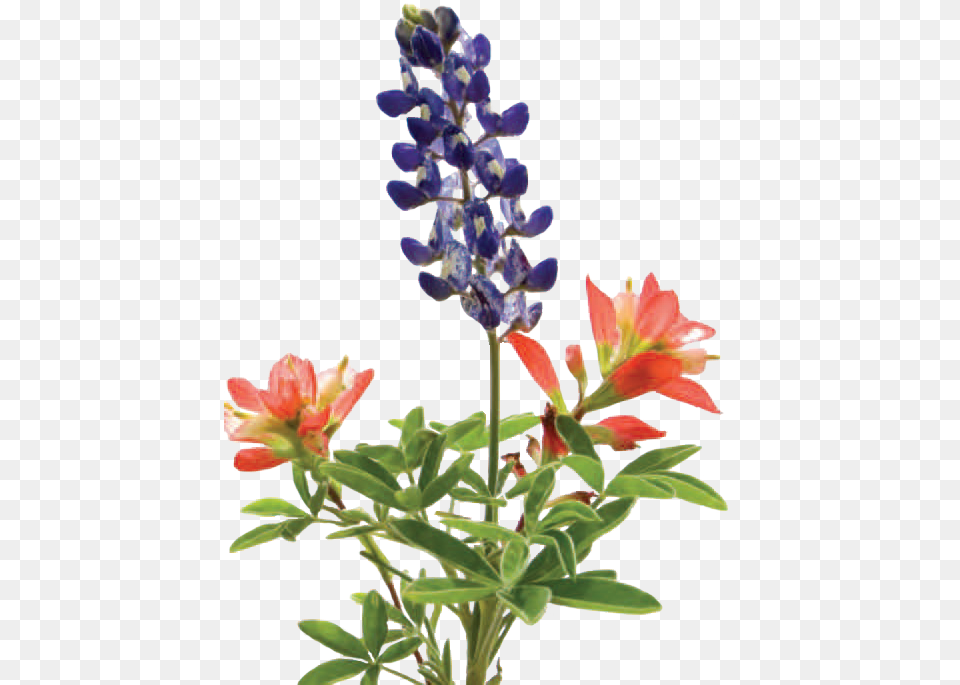 There Are Positive Features Of Lawns As Recreational Lupine And Indian Paintbrush Tattoo, Flower, Lupin, Plant, Petal Free Transparent Png