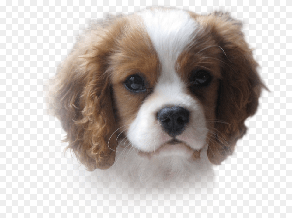 There I Noticed A Lovely Tricolour Of Maryanne Silvester39s Cavalier King Charles Spaniel, Animal, Canine, Dog, Mammal Png