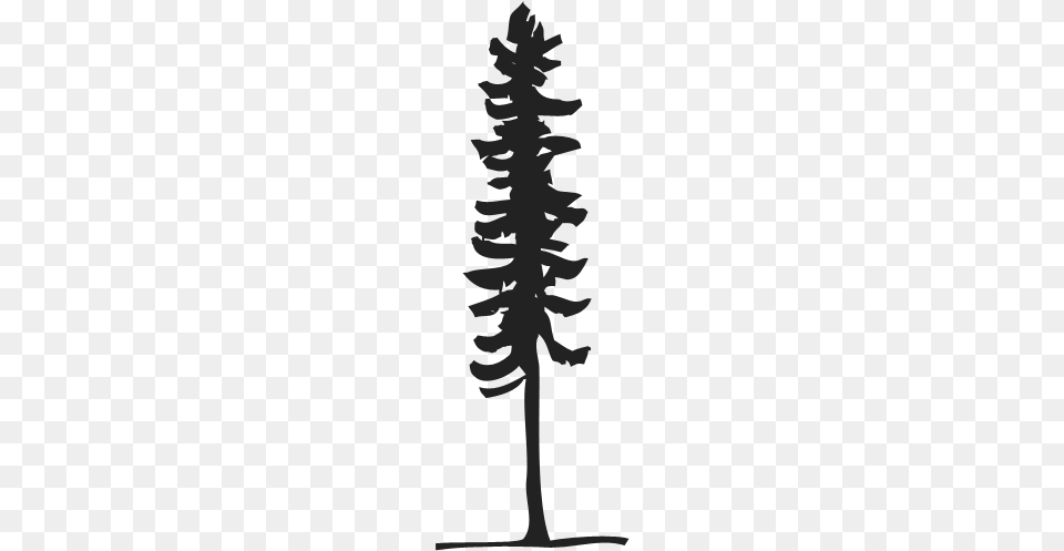 There Is A Huge Emphasis Put On The Amount Of Carbon Sitka Surf, Plant, Tree, Fir, Person Free Png Download
