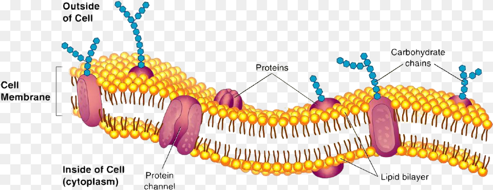 There Would Be Nothing To Hold Everyone And Nothing Cell Membrane Omega, Chart, Plot, Chandelier, Lamp Free Png