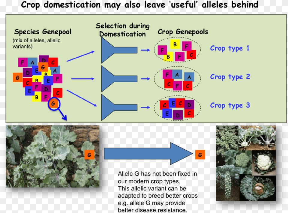 Therefore There May Be Many Unadapted Useful Allelic Wild Brassica Oleracea, Plant, Potted Plant, Vegetation, Food Free Transparent Png