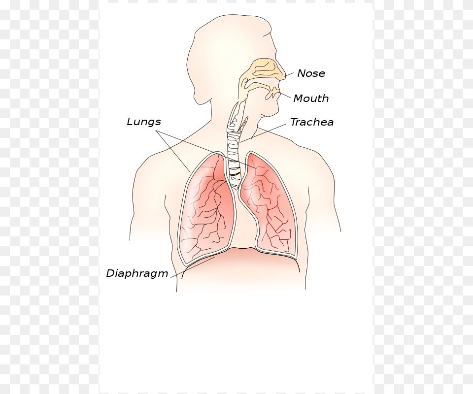 Theresaknott Respiratory System, Body Part, Face, Head, Neck Free Transparent Png