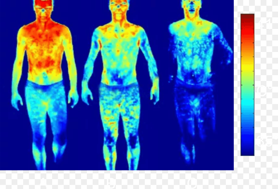 Thermal Body, Adult, Chart, Male, Man Free Png Download