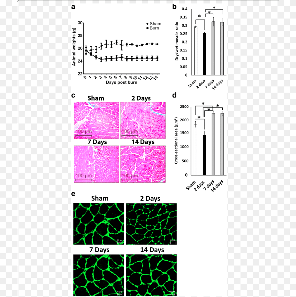 Thermal Injury Leads To A Transient Muscle Atrophy, Chart, Plot, Text Png