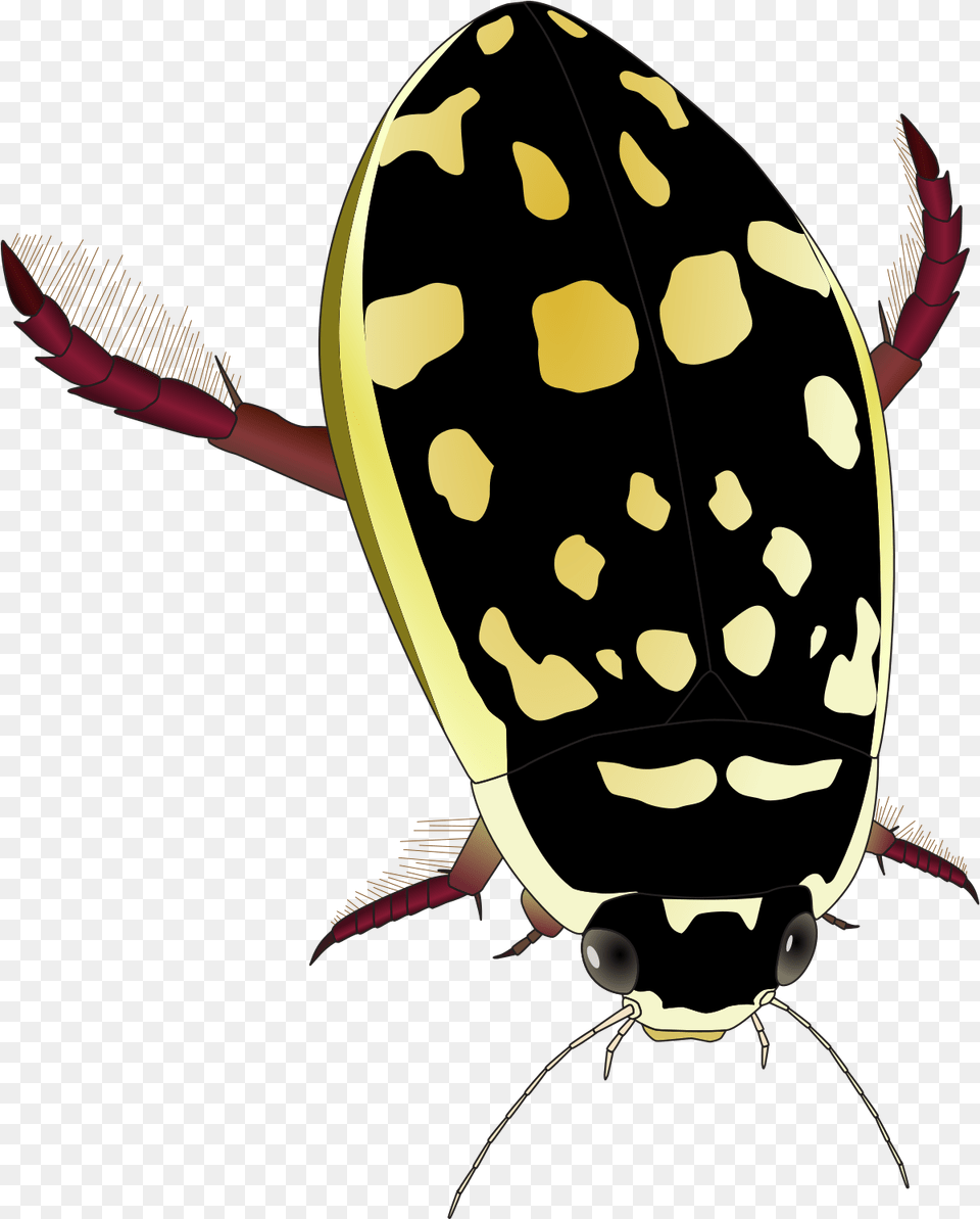 Thermonectus Marmoratus Wikipedia Yellow And Black Water Beetle, Animal, Person, Bee, Insect Png Image