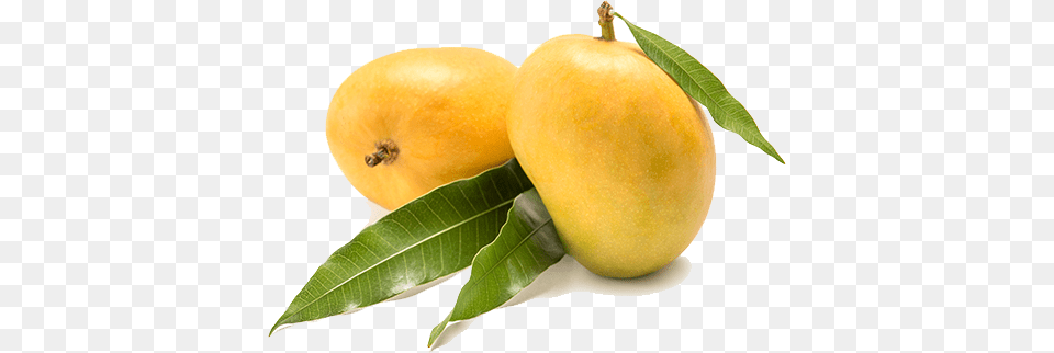 These Are Farm Fresh Carbide Full Bodied Mangoes Apricot, Produce, Plant, Food, Fruit Free Png Download