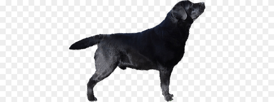 These Are The Only Colors Of A Purebred Labrador Labrador Retriever Black, Animal, Canine, Dog, Labrador Retriever Free Png