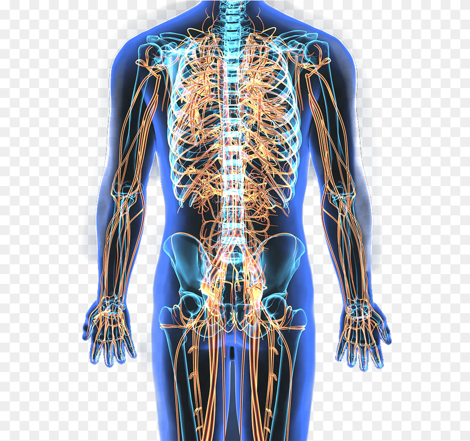 These Frequencies Are Specifically Designed To Be Played Nervous System Pic, Adult, Female, Person, Woman Free Transparent Png