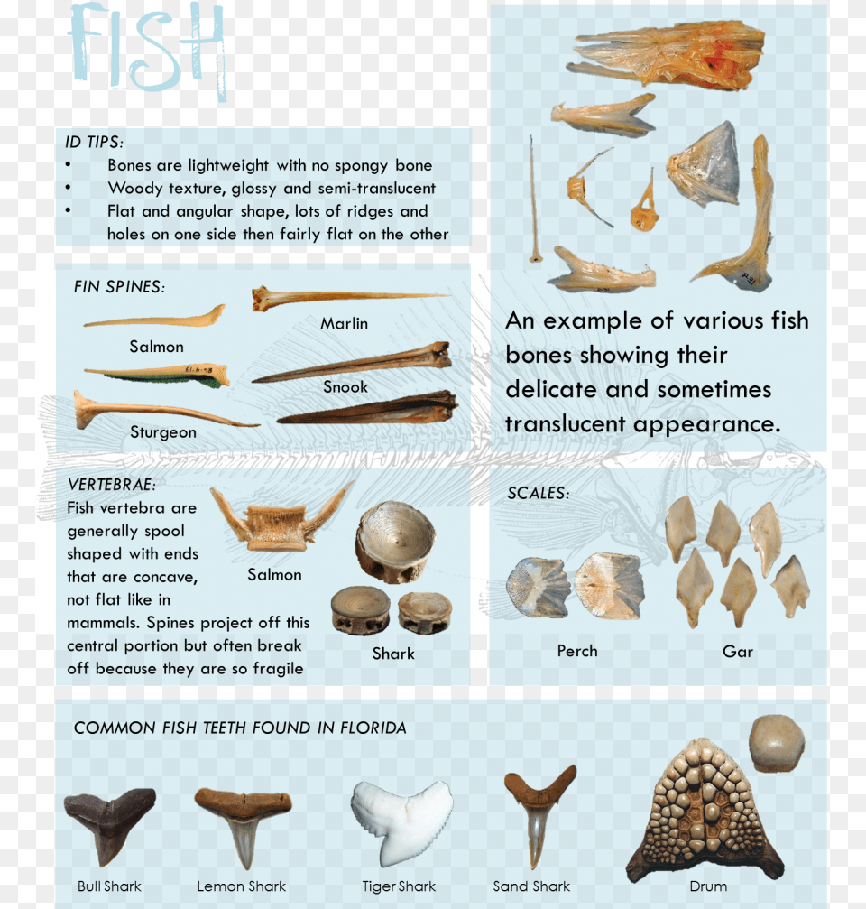 These Guys Are So Cool They Get Their Own Blog Types Of Fish Bones, Animal, Seashell, Sea Life, Invertebrate Free Transparent Png