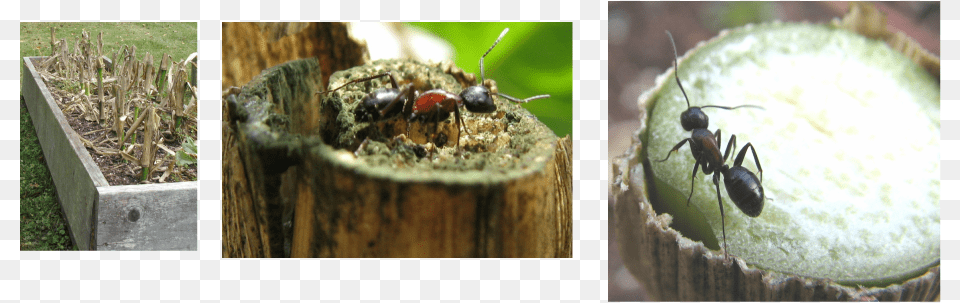These Observations Led Me To Do Some Research And In House Fly, Animal, Insect, Invertebrate, Plant Free Png Download