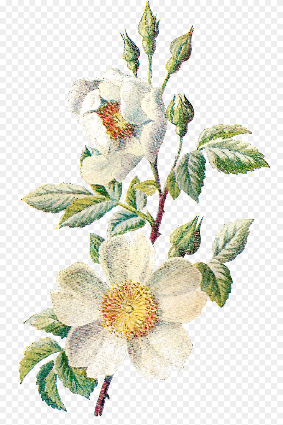 These Two Antique Flower Artwork Illustrations Can Wild Flower Botanical Art, Anemone, Petal, Plant, Anther Png