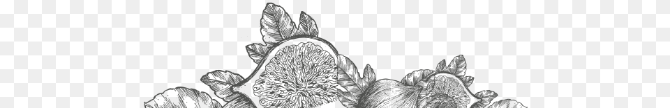 These Varieties Were Brought To The Area Of Taxiarchis Sketch, Art, Ct Scan, Drawing, Baby Free Png