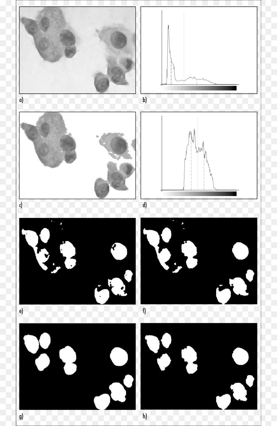 Theseimages Show An Examplefor The Pre Segmentation Illustration, Footprint, Animal, Bear, Mammal Png