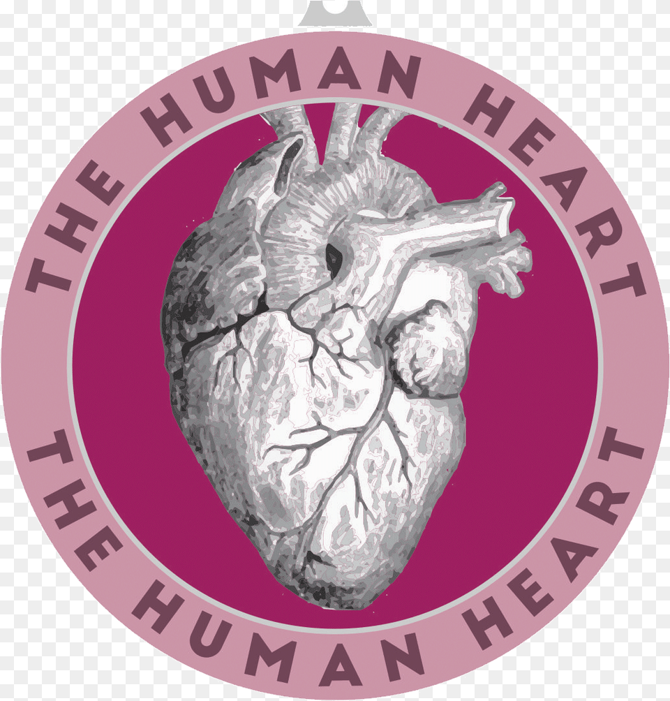 They Are Part Of Our Circulatory System And They Are Human Heart, Logo, Person, Face, Head Free Transparent Png