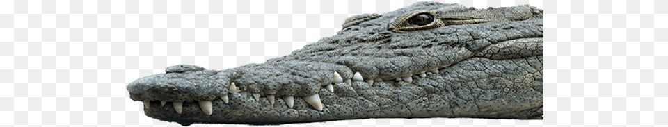 They Have Long And Narrow Snouts In Comparison American Crocodile, Animal, Reptile, Lizard Free Png Download