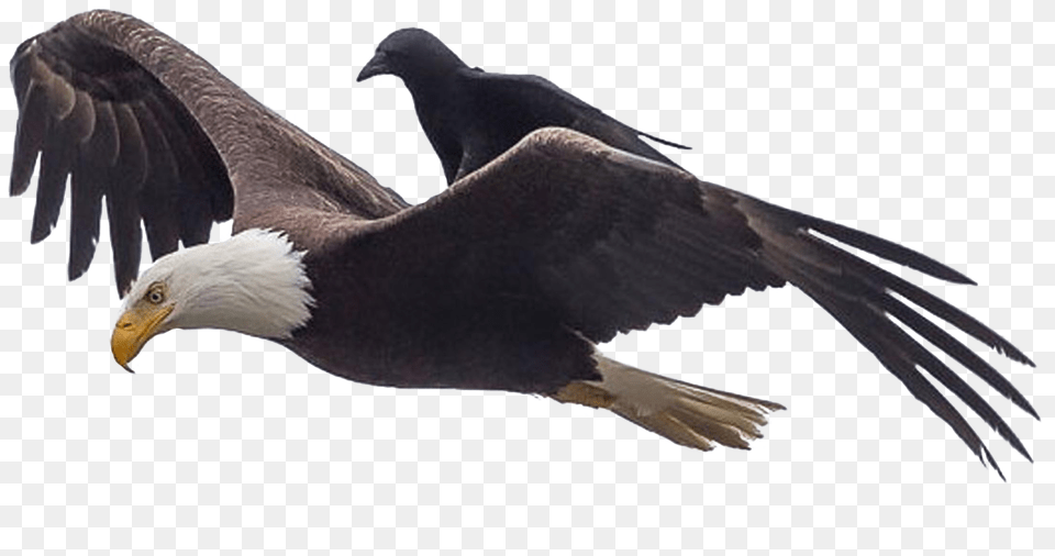 They See Me Rollin Crow, Animal, Bird, Eagle, Beak Png