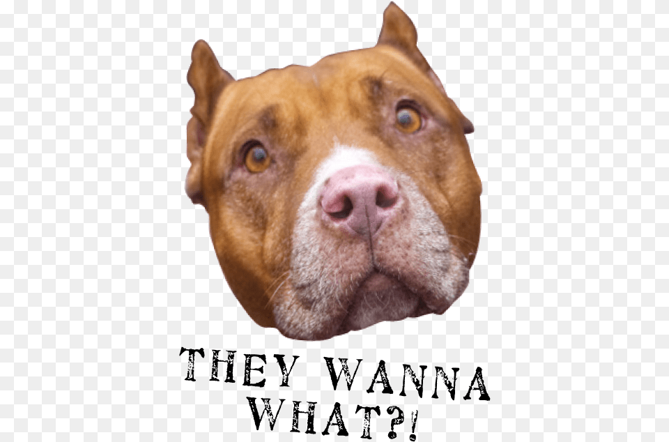 They Wanna What2 Sad Pitbulls Wearing Muzzles, Animal, Bulldog, Canine, Dog Png