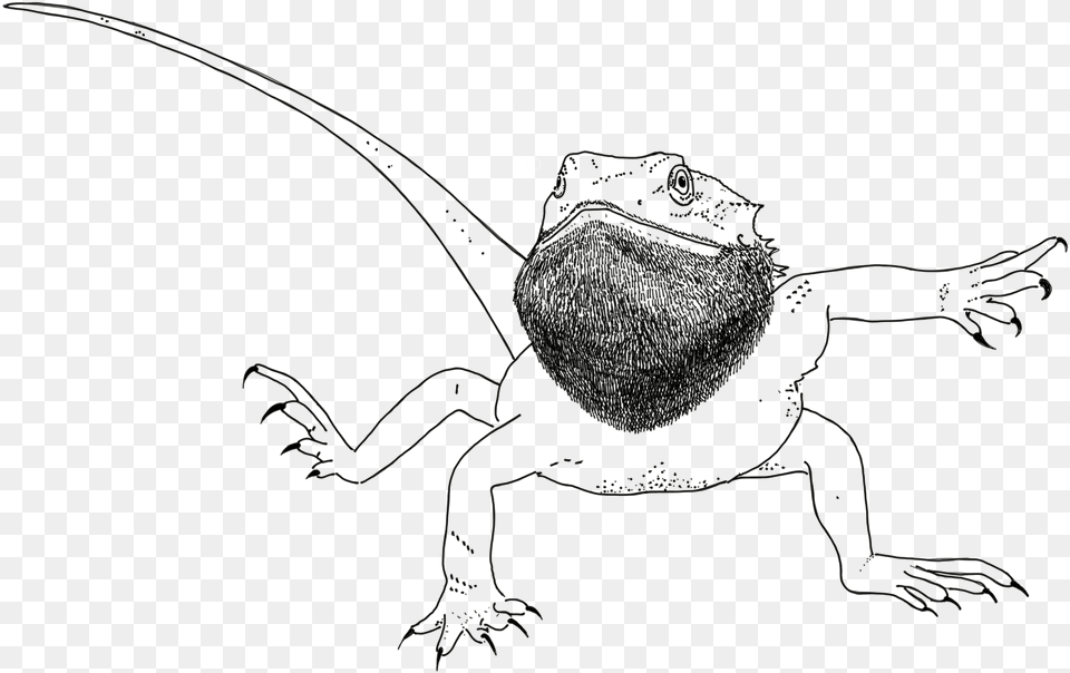 Thick Lines Bearded Dragon Hot Sauce, Person, Animal Free Png