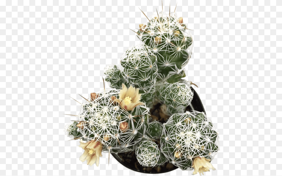 Thimble Download Hedgehog Cactus, Plant Free Transparent Png