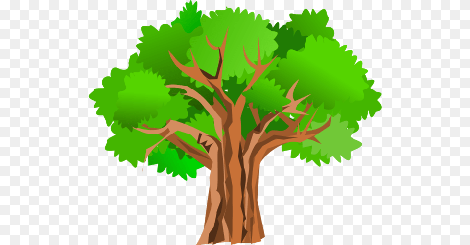 Thin And Thick Tree Clipart, Plant, Tree Trunk, Oak, Sycamore Free Png Download