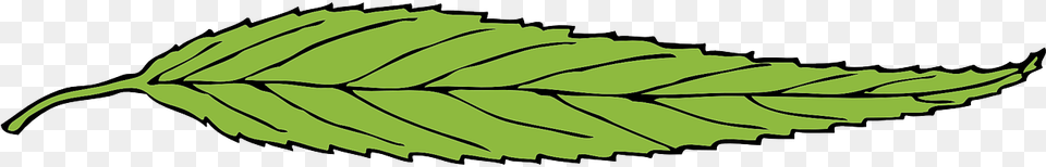 Thin Leaf, Herbs, Mint, Plant Free Png