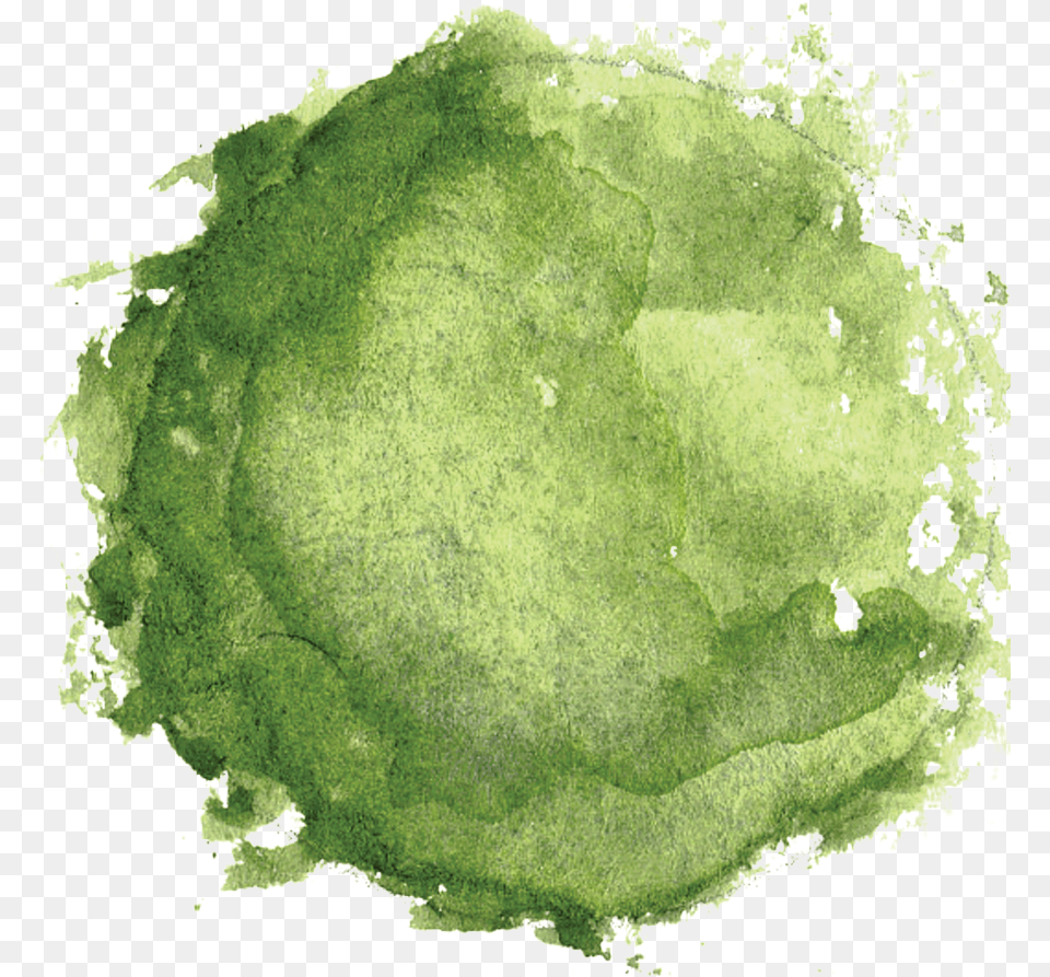 Things I Wish Knew During Watercolor Tree Plan, Moss, Plant, Green, Land Png