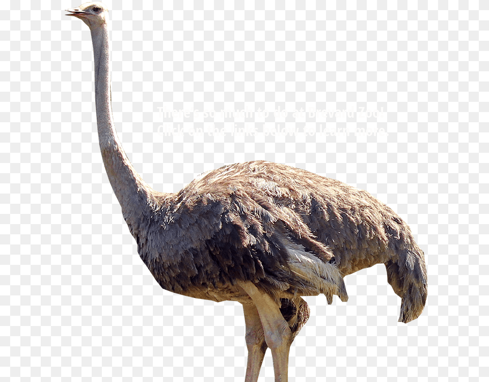 Things On Transparent Background, Animal, Bird, Ostrich Free Png Download