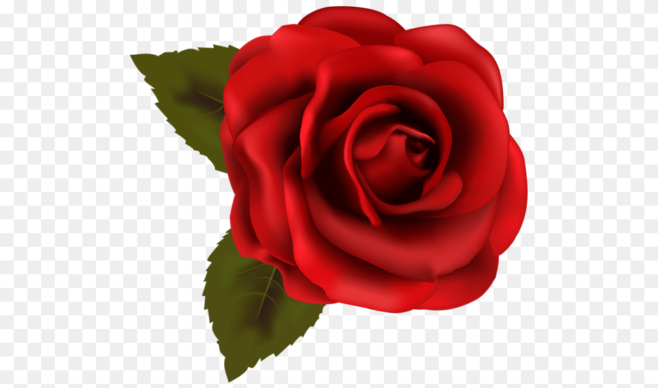 Things To Wear Red Roses, Flower, Plant, Rose Png Image