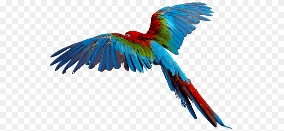 Things With Wings Clipart, Animal, Bird, Macaw, Parrot Free Png