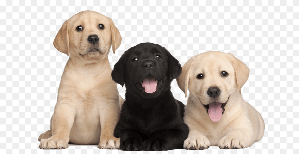 Things You Need To Know Before Bringing Home A Puppy, Animal, Canine, Dog, Labrador Retriever Free Png