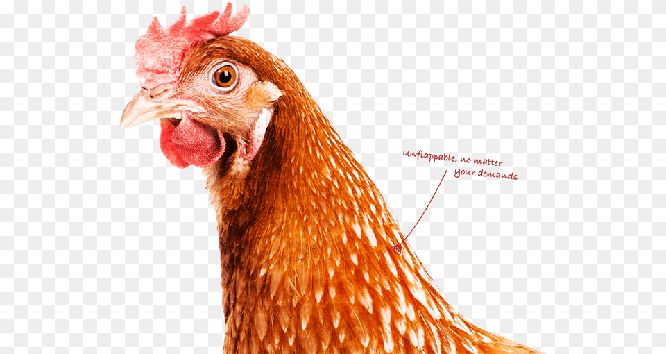 Think Performance Slepice, Animal, Bird, Chicken, Fowl Png