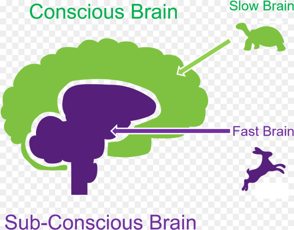 Thinking Fast And Slow Brain, Purple, Dynamite, Weapon Free Png Download